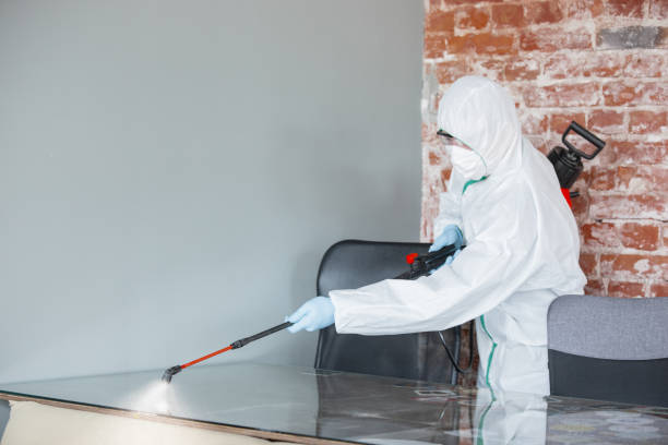  Borrego Springs, CA Mold Removal Pros